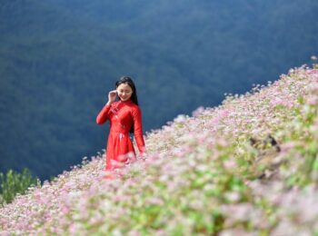 Hà giang tam giác mạch