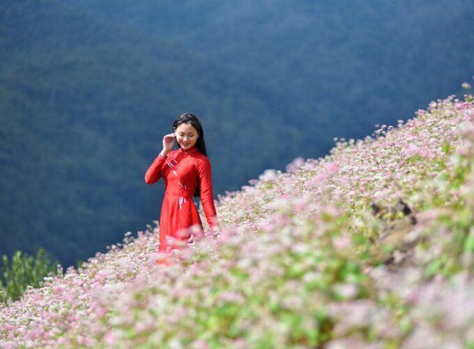 Hà giang tam giác mạch