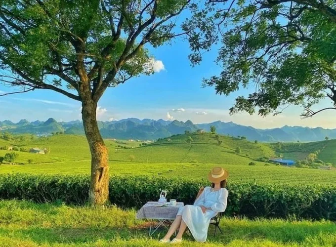 đồi chè mộc châu