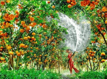 Vườn trái cây trung an