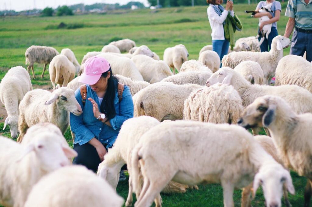 Nông trại cừu suối nghệ